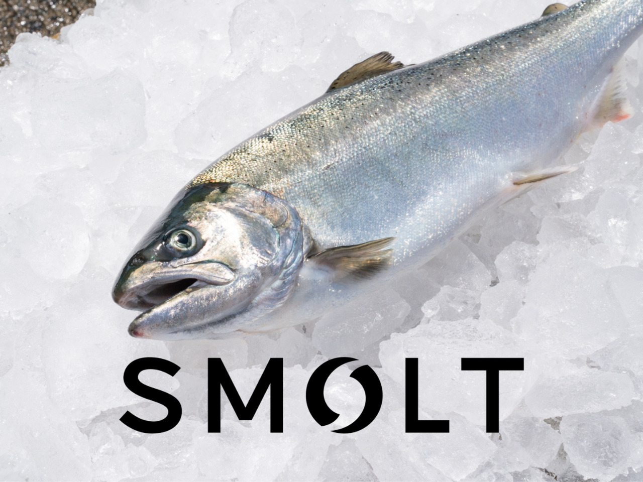 Smolt, Inc. Image