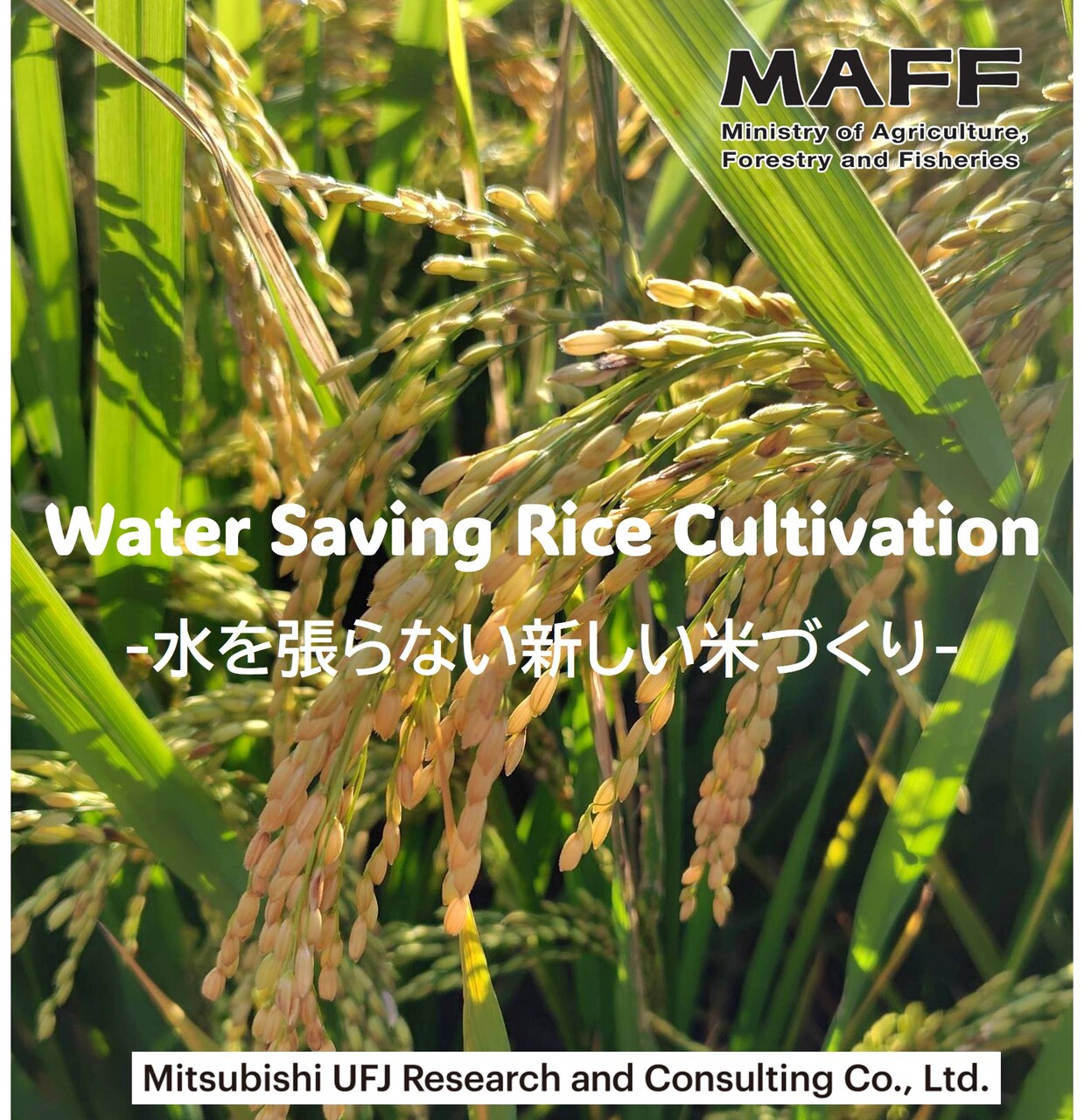Task Force for Water Saving Direct Seeding Image