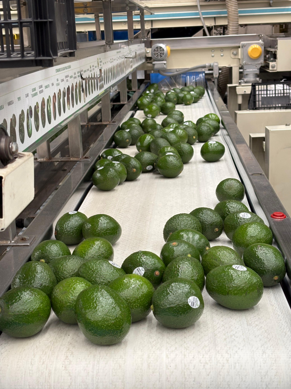 AVOCADO イメージ