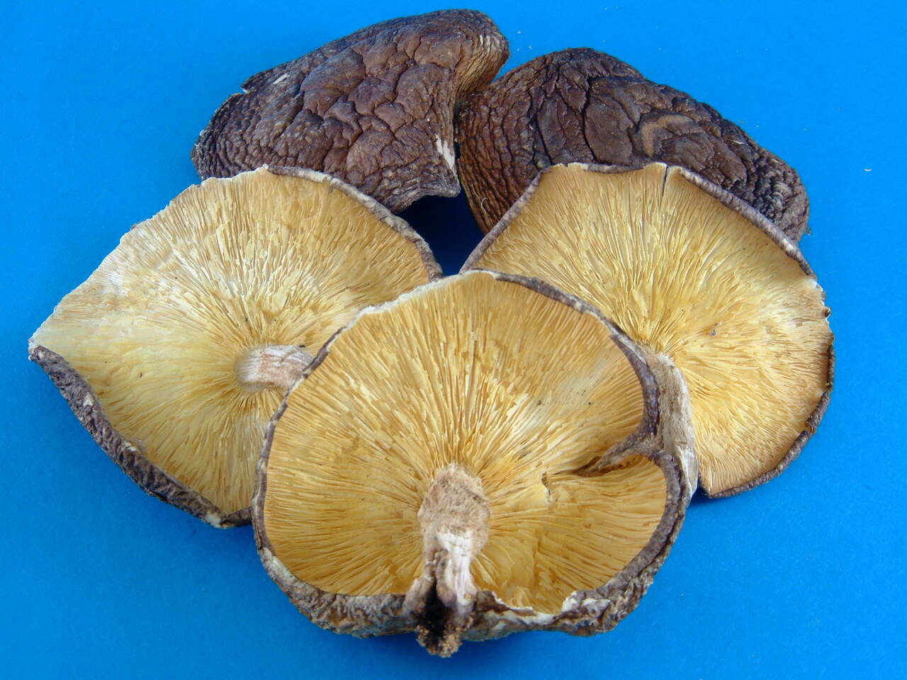 業務用乾しいたけ商品 イメージ