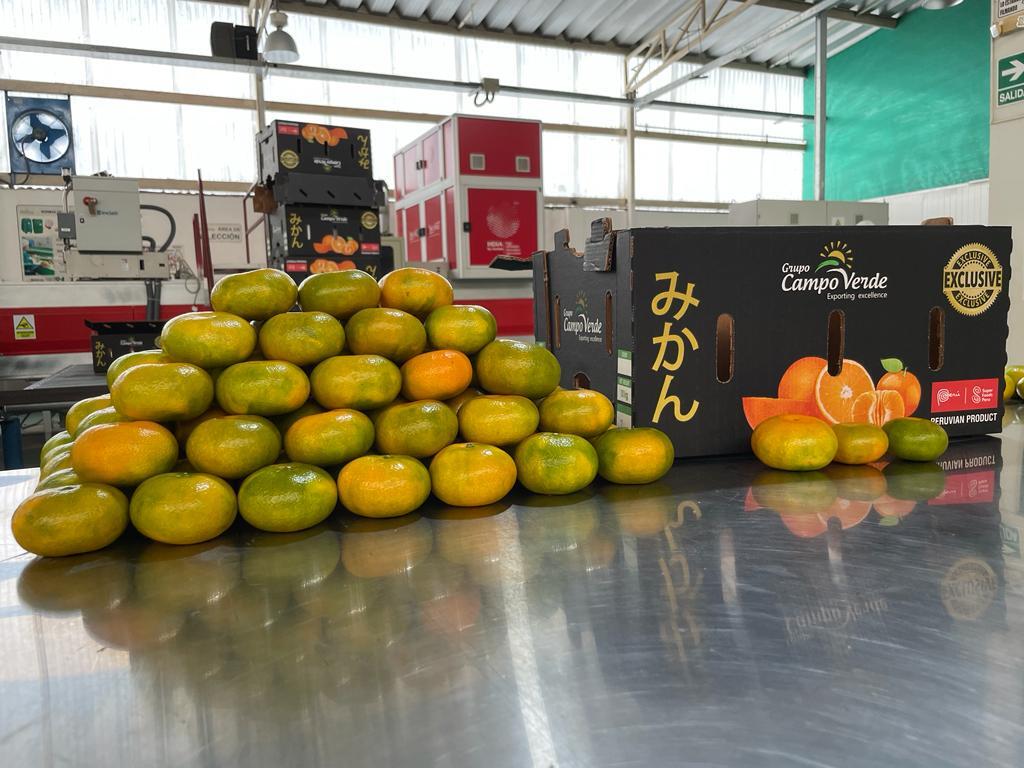 MANDARIN SATSUMA Image