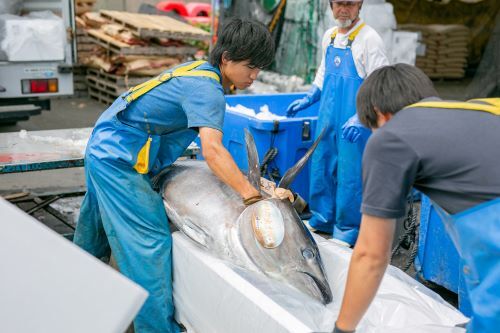 Kochi Prefecture farmed tuna whole fish Image