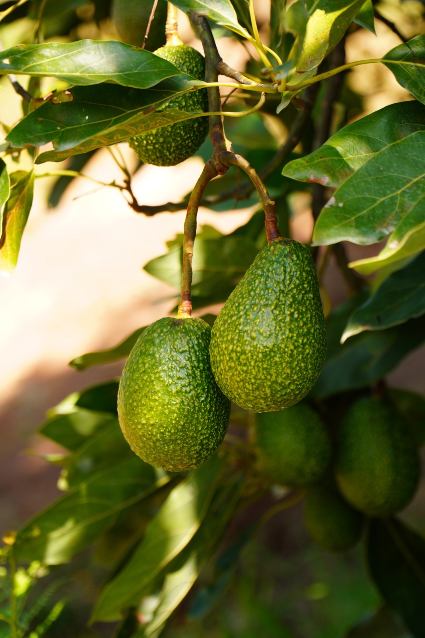 Fresh Hass Avocados - Export Grade Image