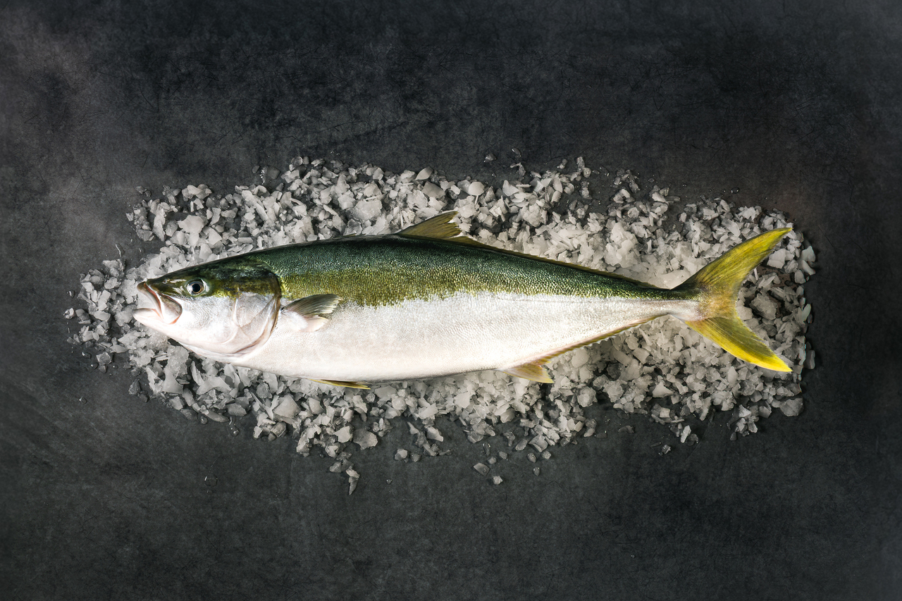 Spencer Gulf Yellowtail Kingfish Image