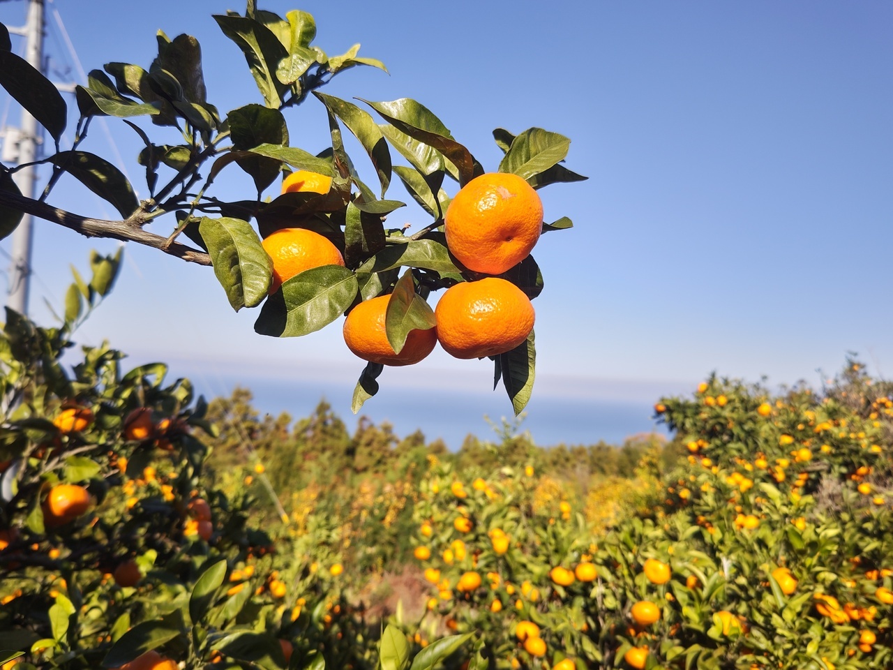 Unshu Mandarin Image