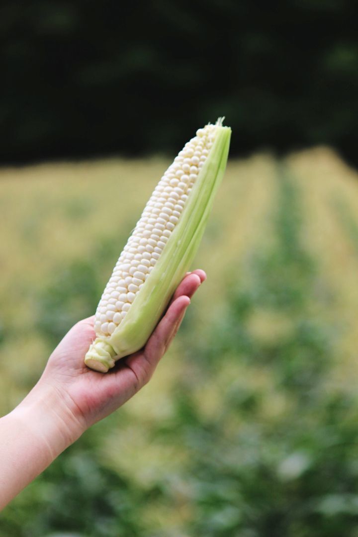 Asagiri Corn Image