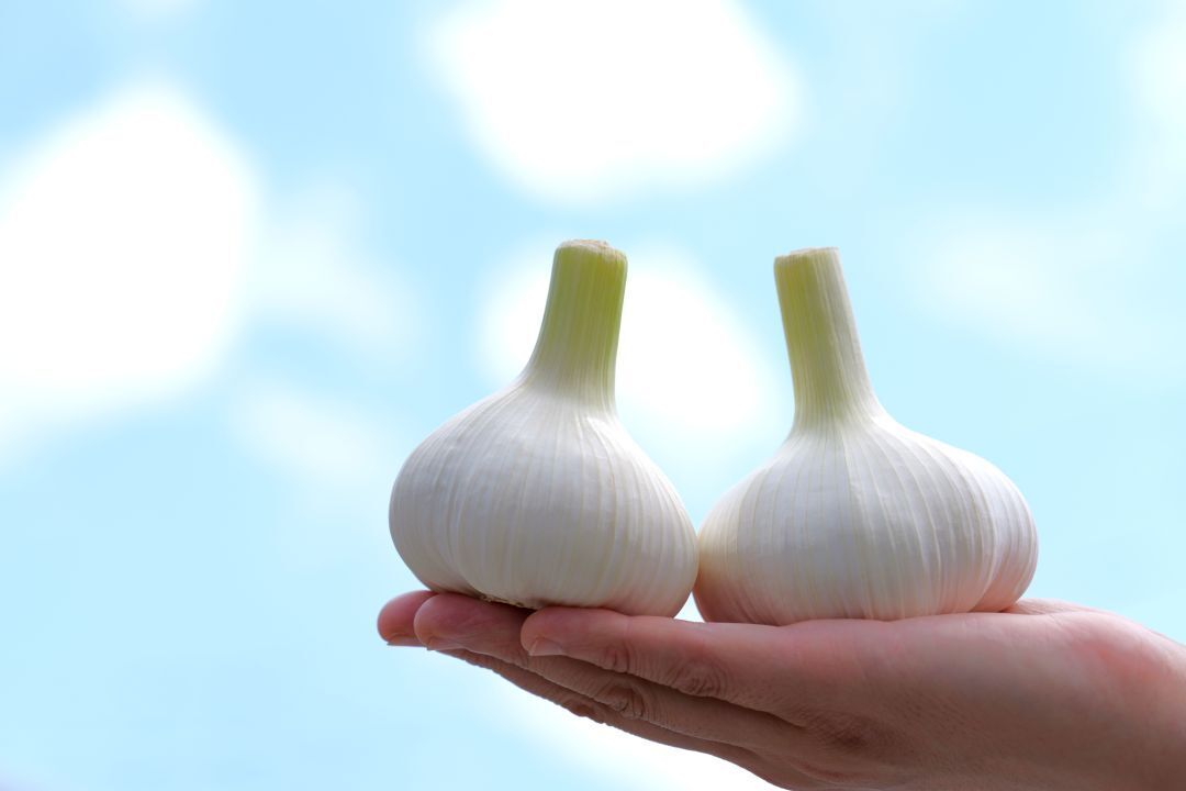 Asagiri Garlic Image
