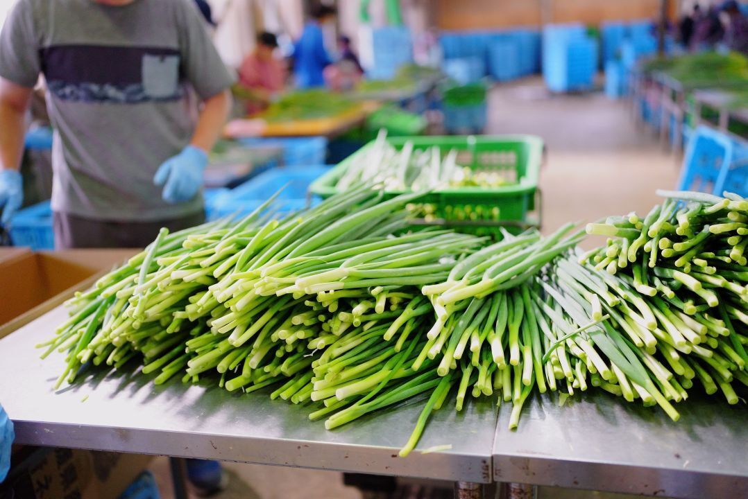 Asagiri Green Onions (Foodservice & Processing Use) Image