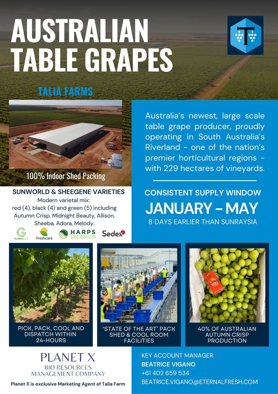 Premium Table Grape Image