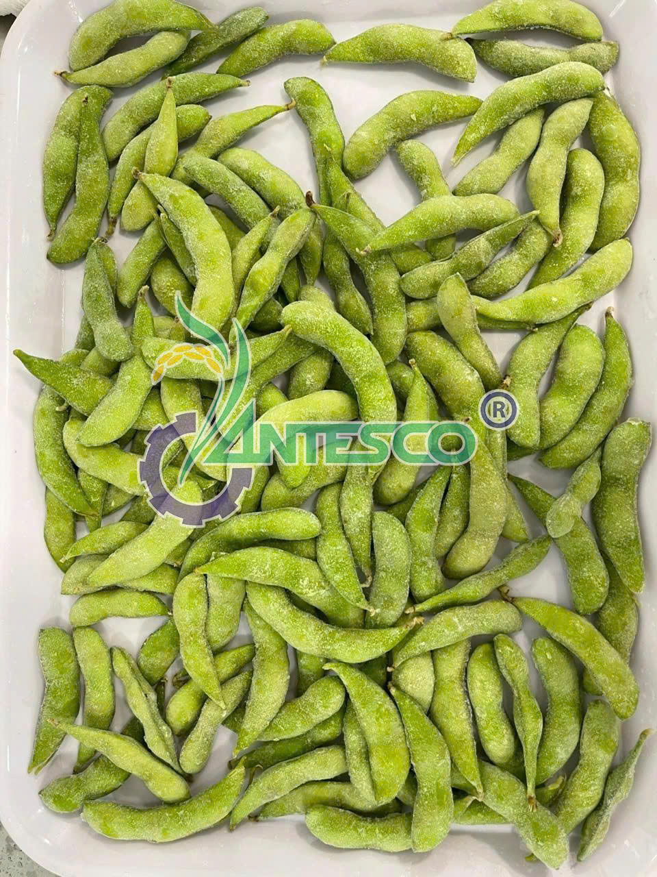 Edamame Image