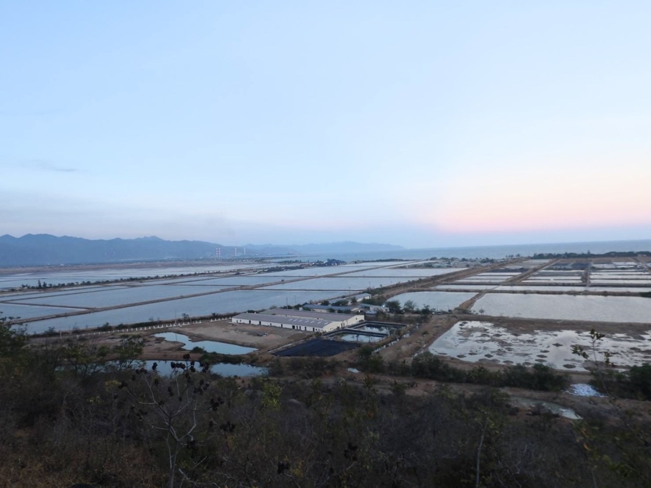 海ぶどう（生海ぶどう、塩漬海ぶどう） Image