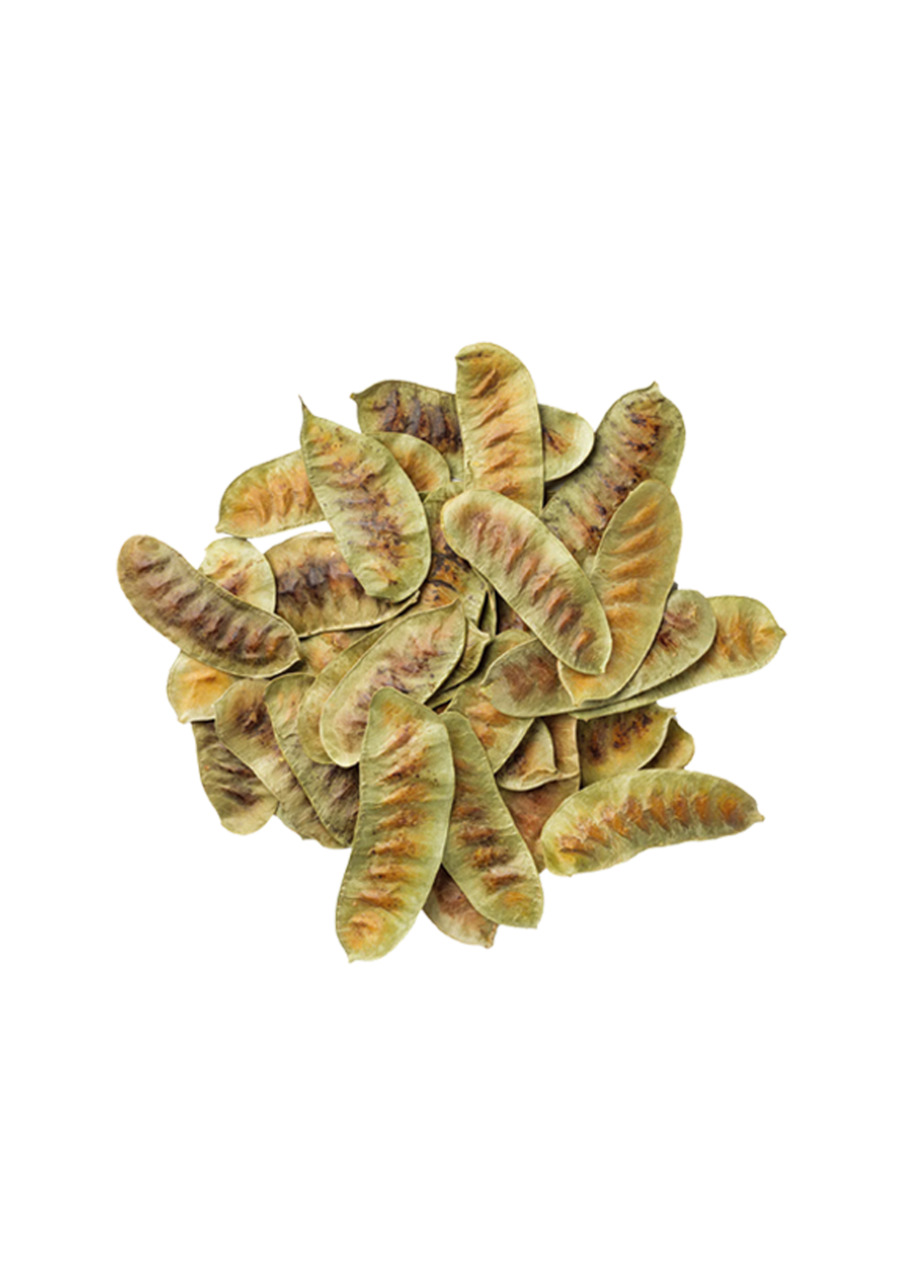 Senna Pods Image