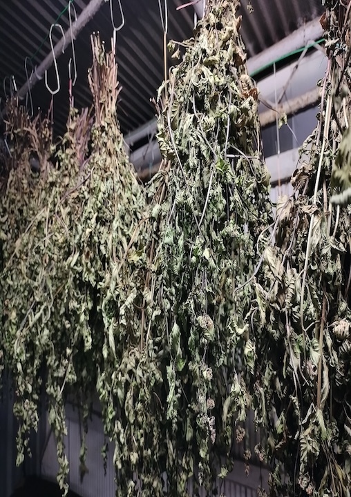 兵庫の森まるごと和薄荷 イメージ