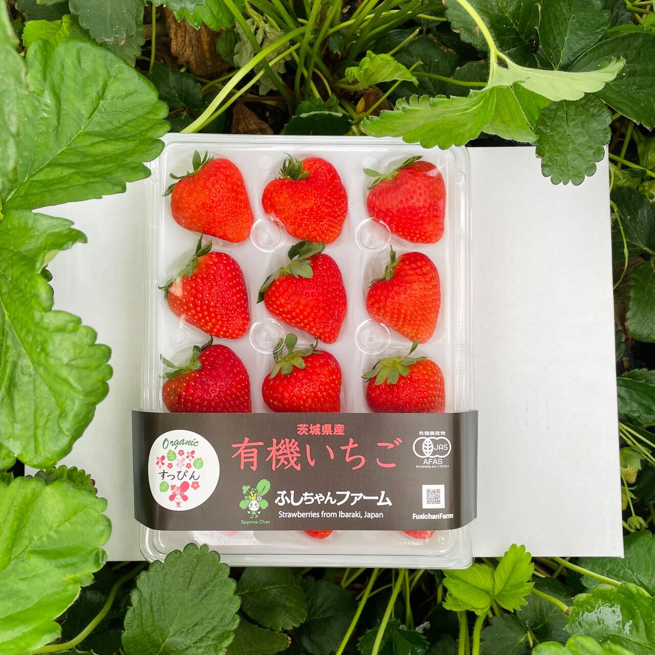 Organic Japanese Strawberries Image