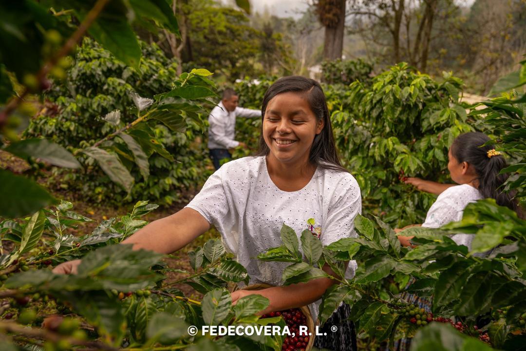 グリーンコーヒー Image