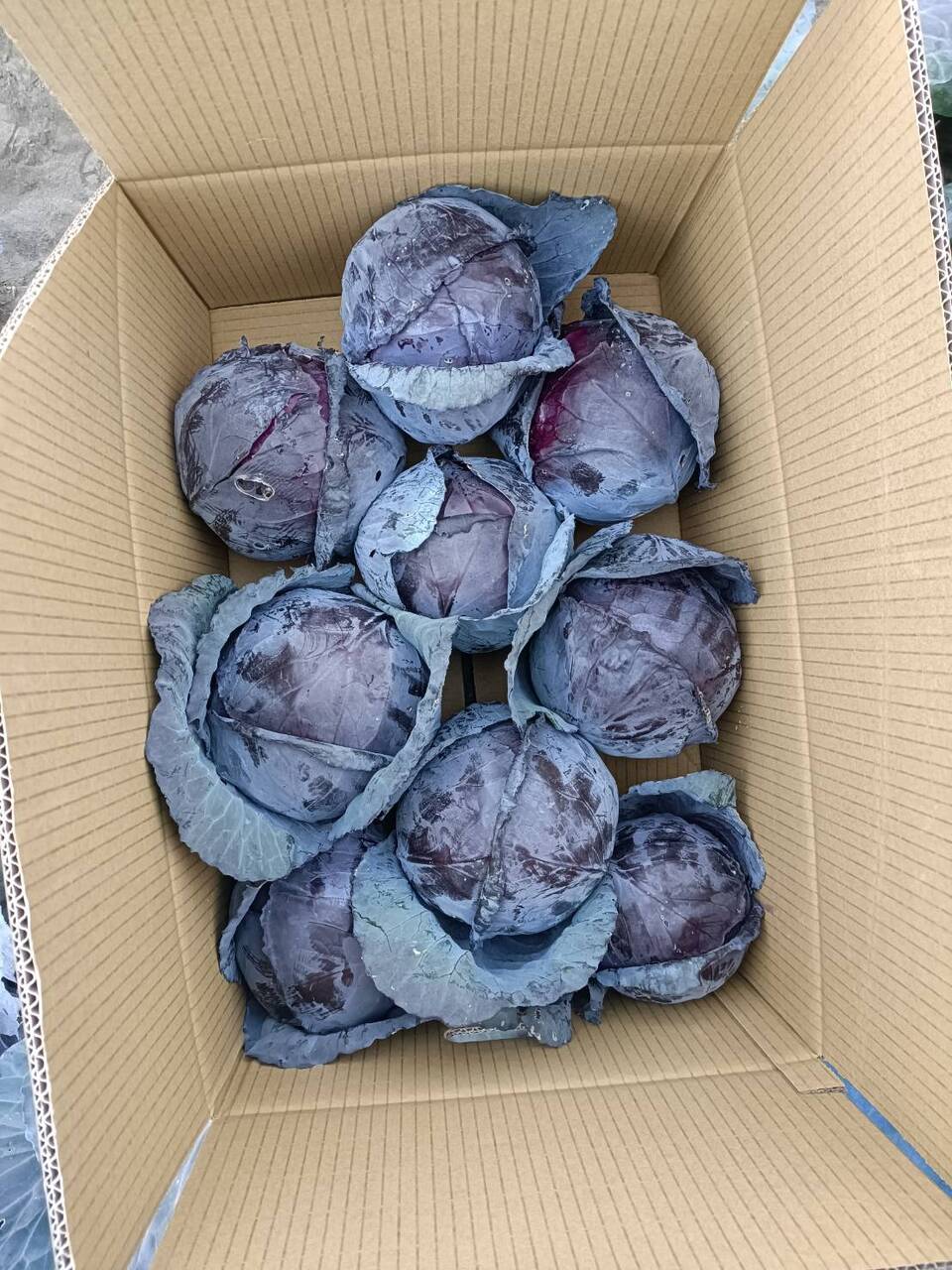 Fresh Red Cabbage Image