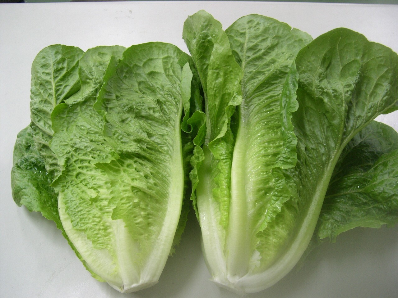Fresh Romaine Lettuce Image