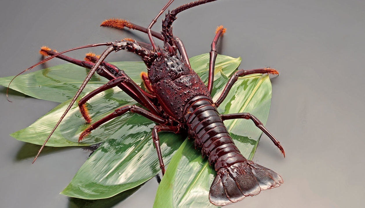 Japanese spiny lobster Image