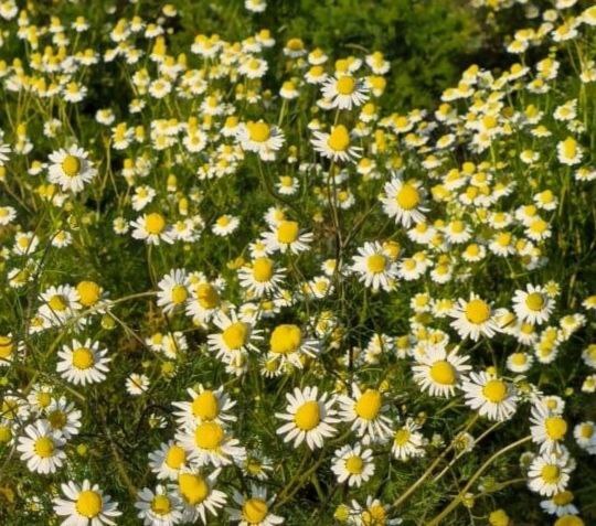 Chamomile  Image