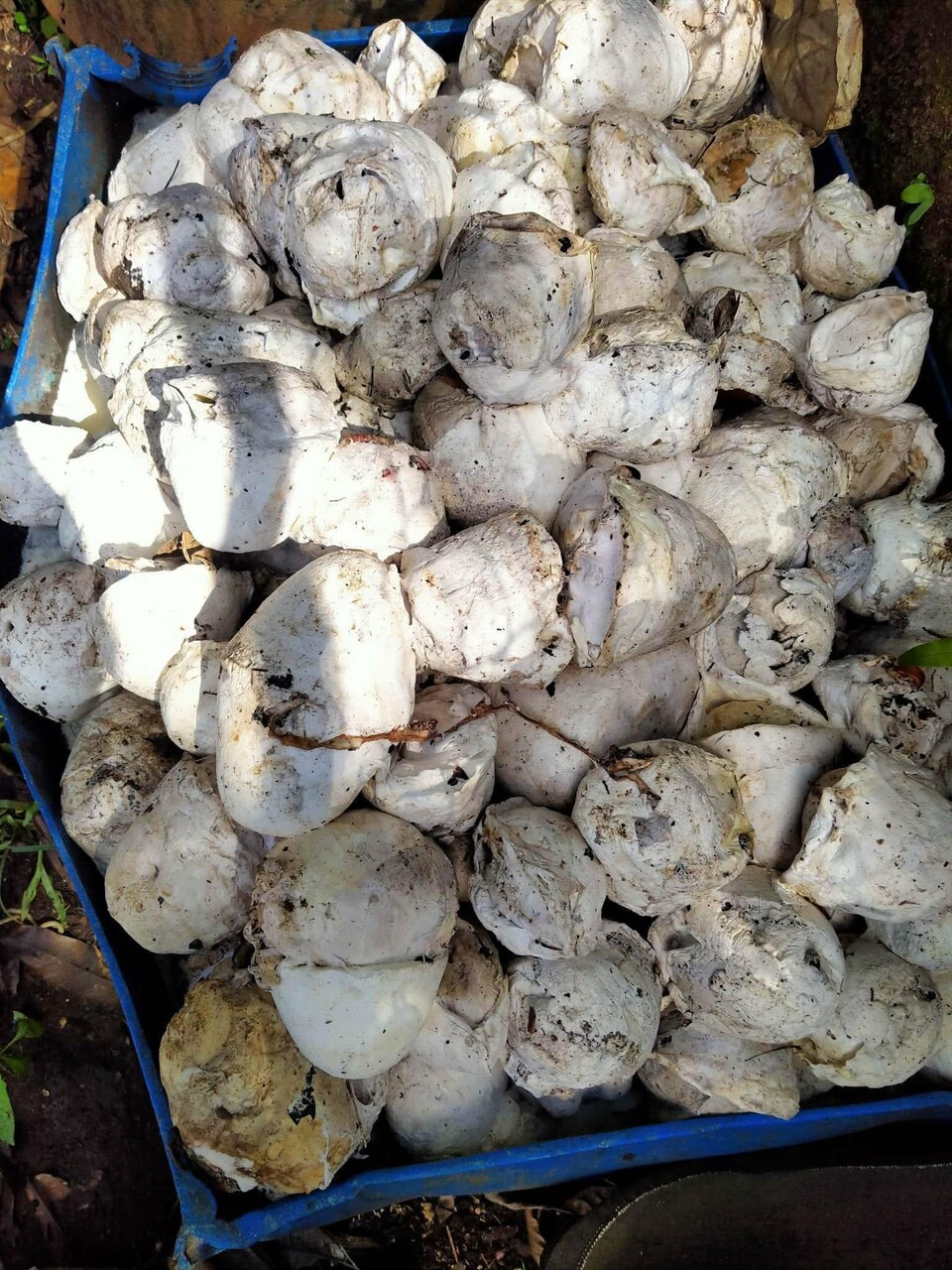 rubber cup lumps Image