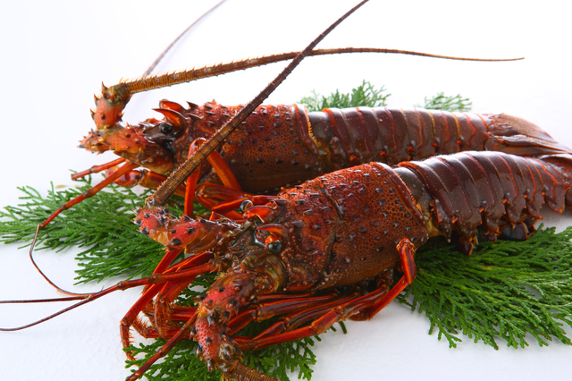 活伊勢海老 Image