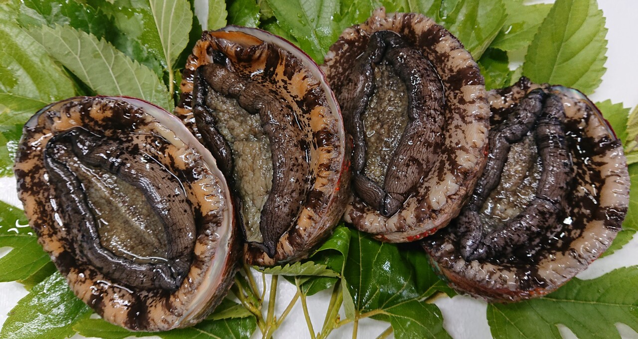 （活）房州黒アワビ、赤アワビ Image