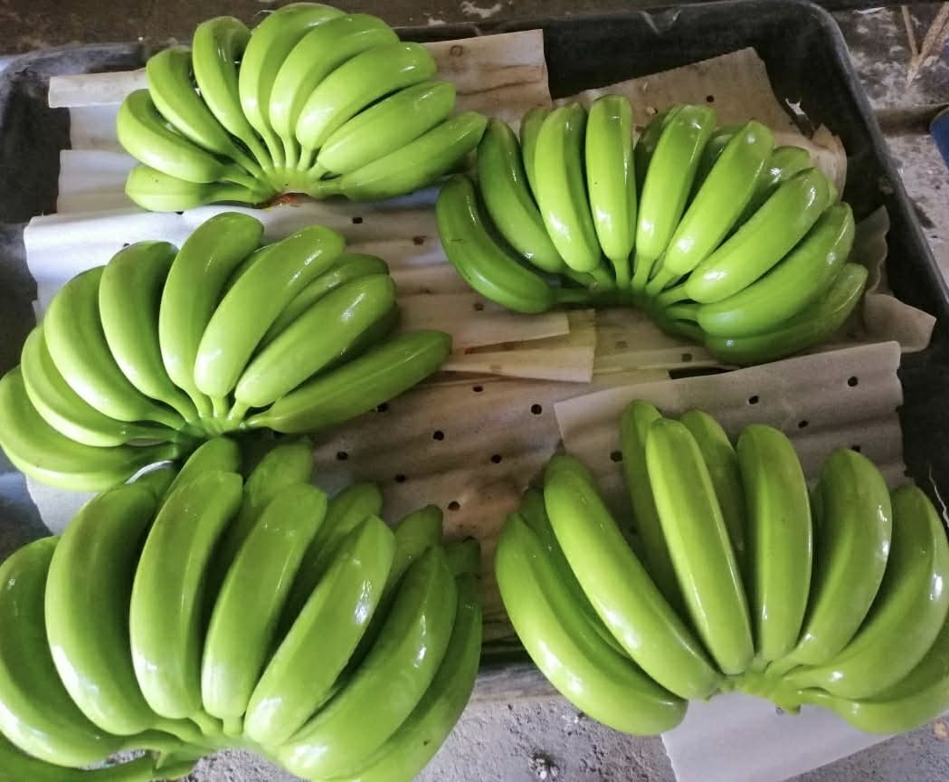 FRESH CAVENDISH BANANAS Image