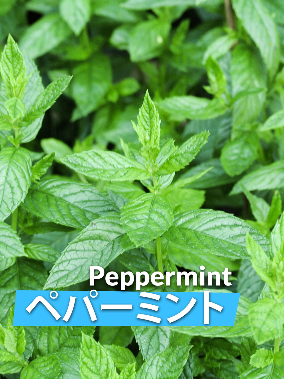 Mint ( Peppermint & Spearmint ) Image