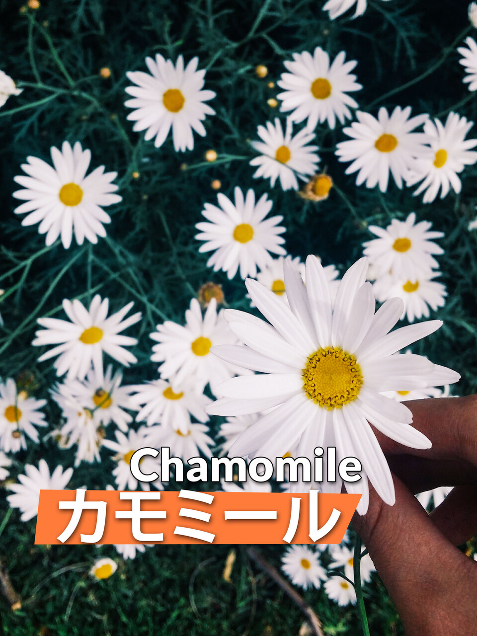 カモミール Image