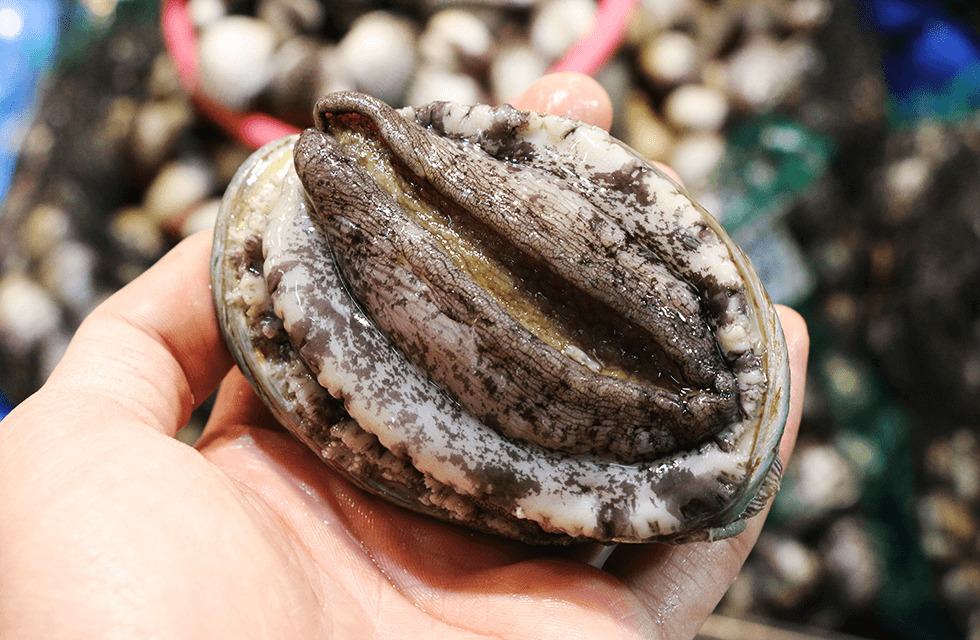 Live Korean Ezo Abalone Image