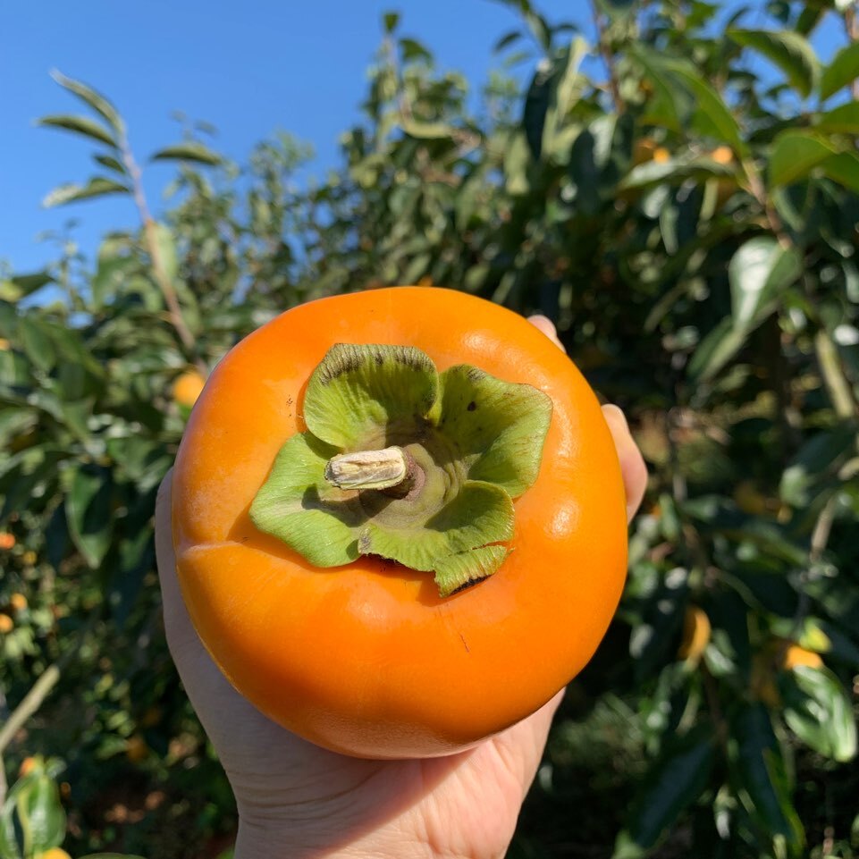 Sweet Persimmon Image