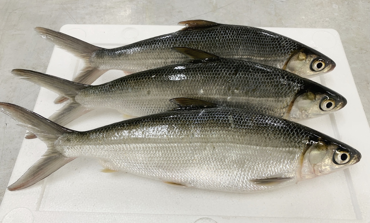 Frozen Milkfish Image