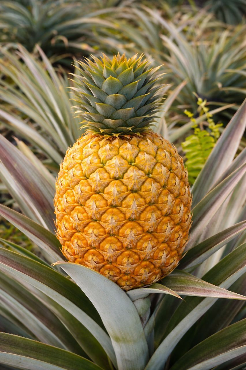 マレーシア産パイナップル　Sarawak Gold イメージ
