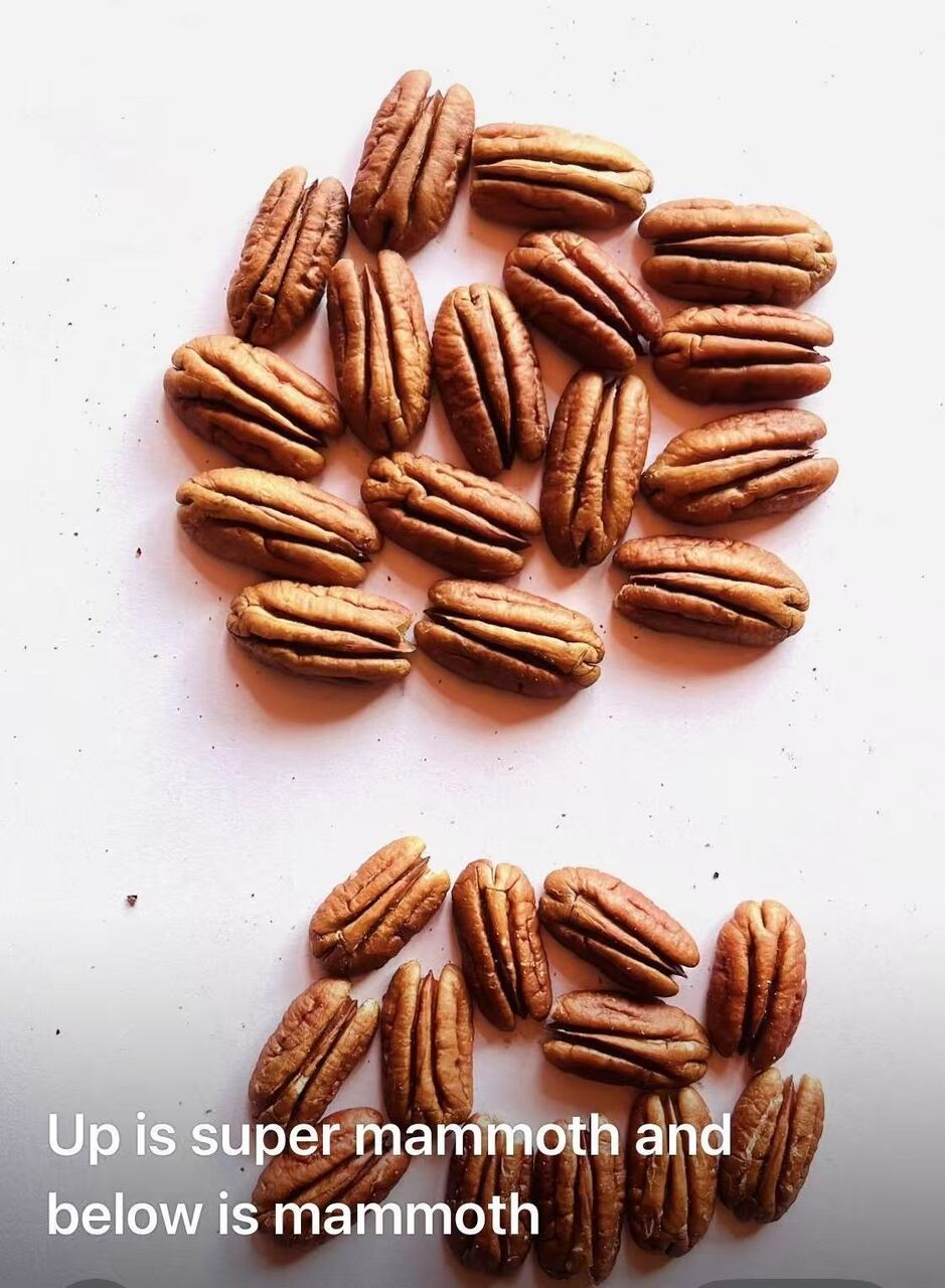 pecan kernels Image