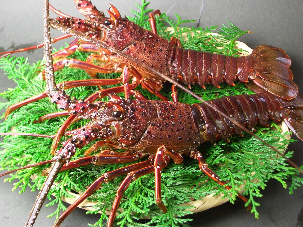 Ise Ebi (Japanese spiny lobsters)  Image