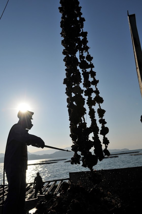 生食用　かなわの生かき　冷凍加工かき　その他かき加工品 Image