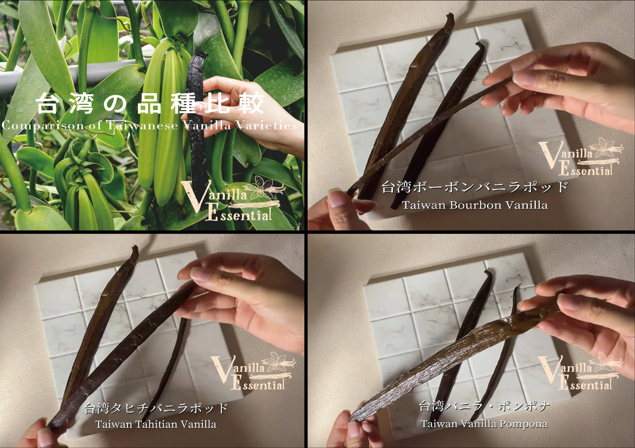 Vanilla, Vanilla Bean, Vanilla Pod, Nature Vanilla from Taiwan,  Vanilla Extract,バニラ,バニラビーンズ　台湾産 Vanilla Paste,  Vanilla Shochu,  Vanilla pineapple cake Plum-Vanilla wine Image