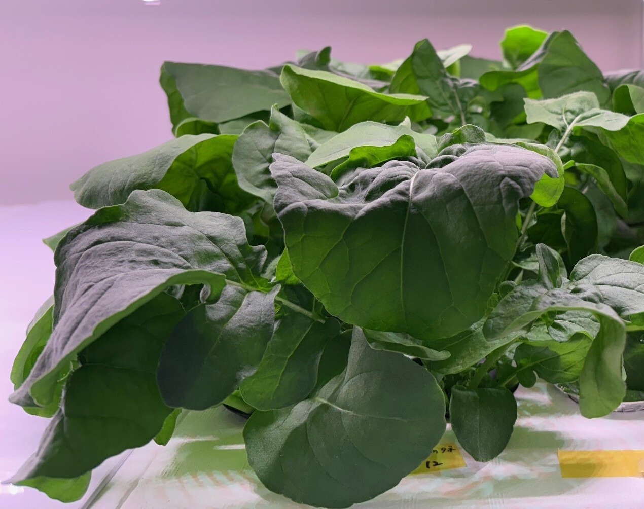 ルッコラ、クレソン、バジル等のハーブ、ベビーリーフ Image