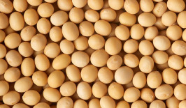 Canadian IP Non-GMO Soybeans Image
