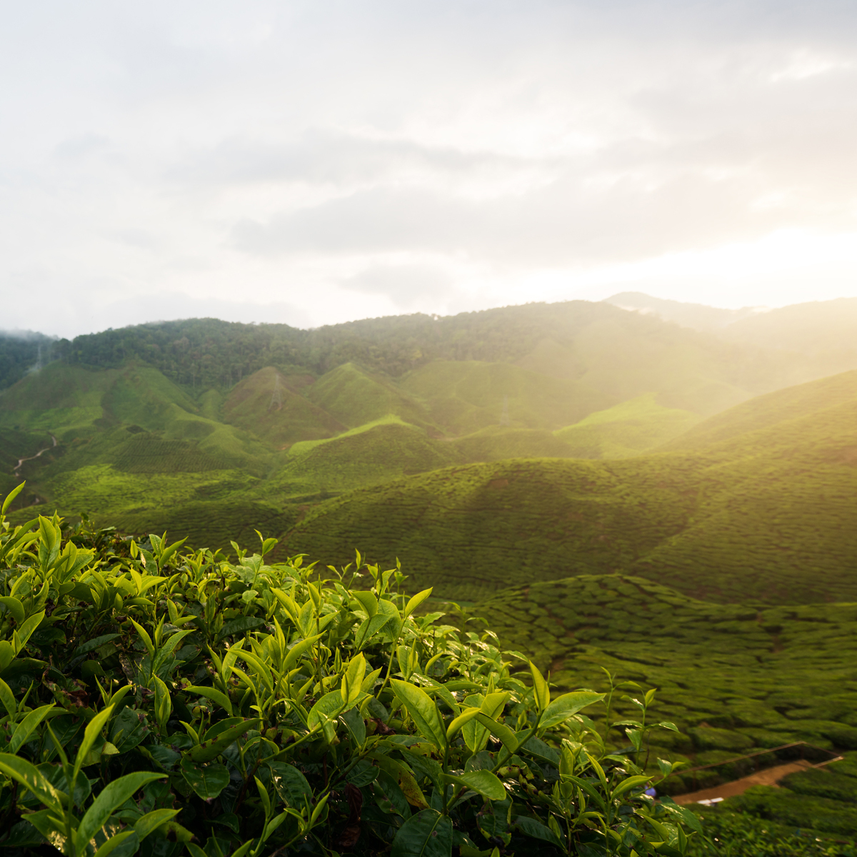 JAF TEA  classic gold Image