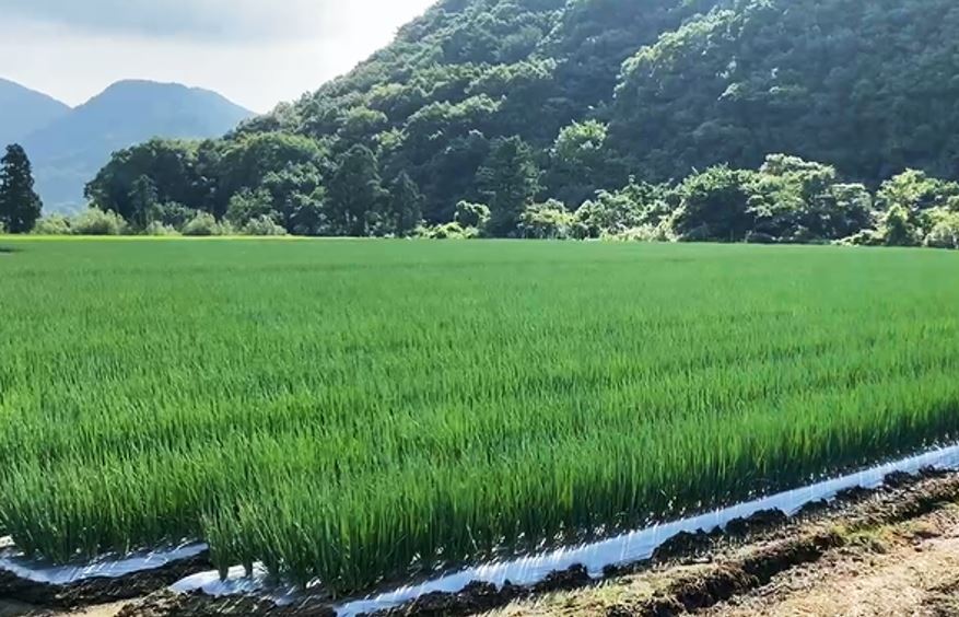 Green Onion / Chopped Green Onion Image