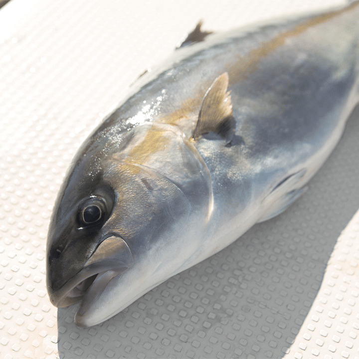 カンパチ イメージ