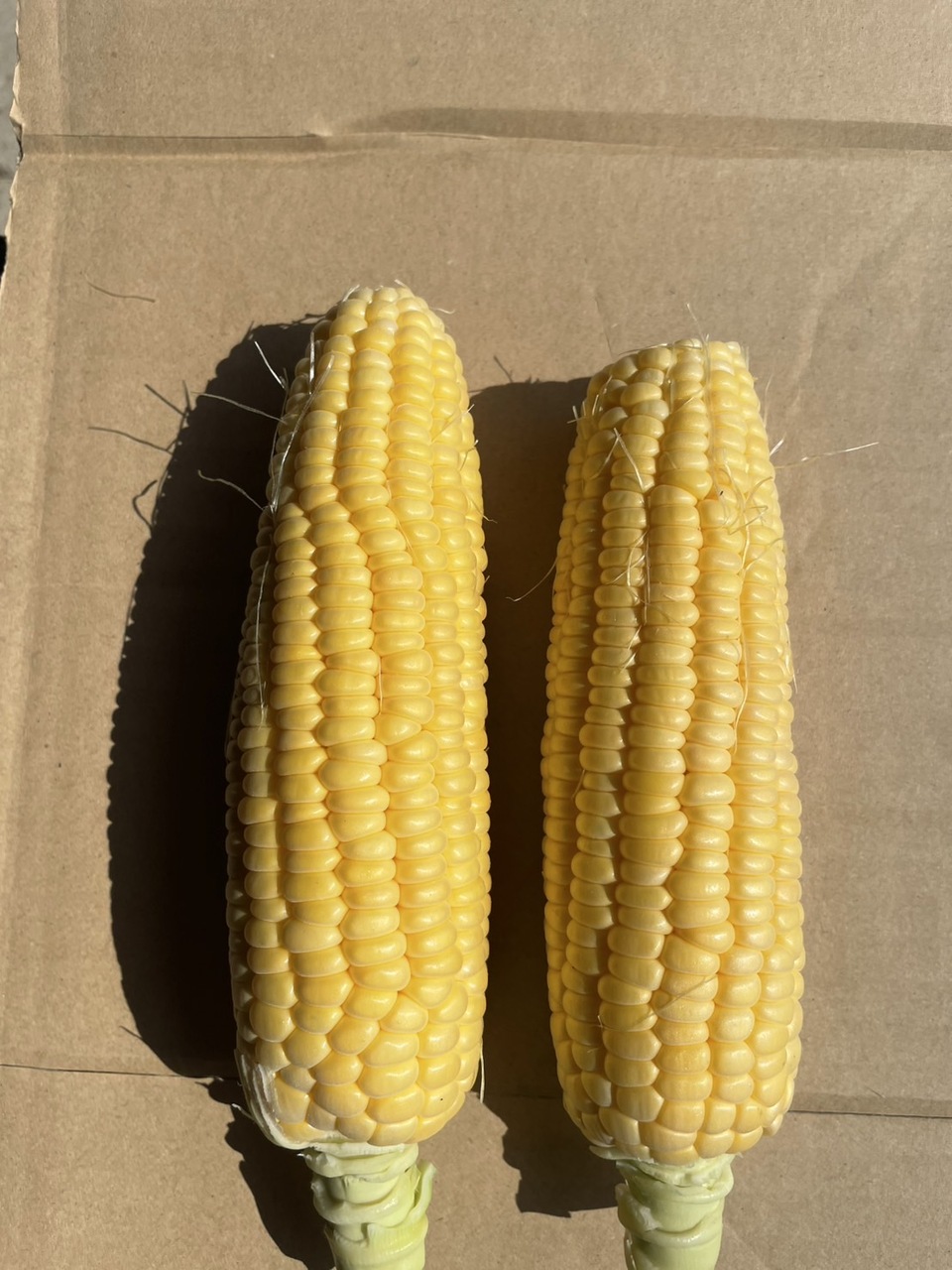 Frozen Hokkaido Sweet Corn Image