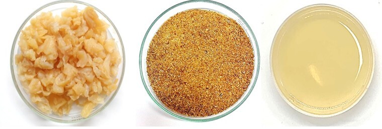 Gelatin extracted from Jellyfish Image