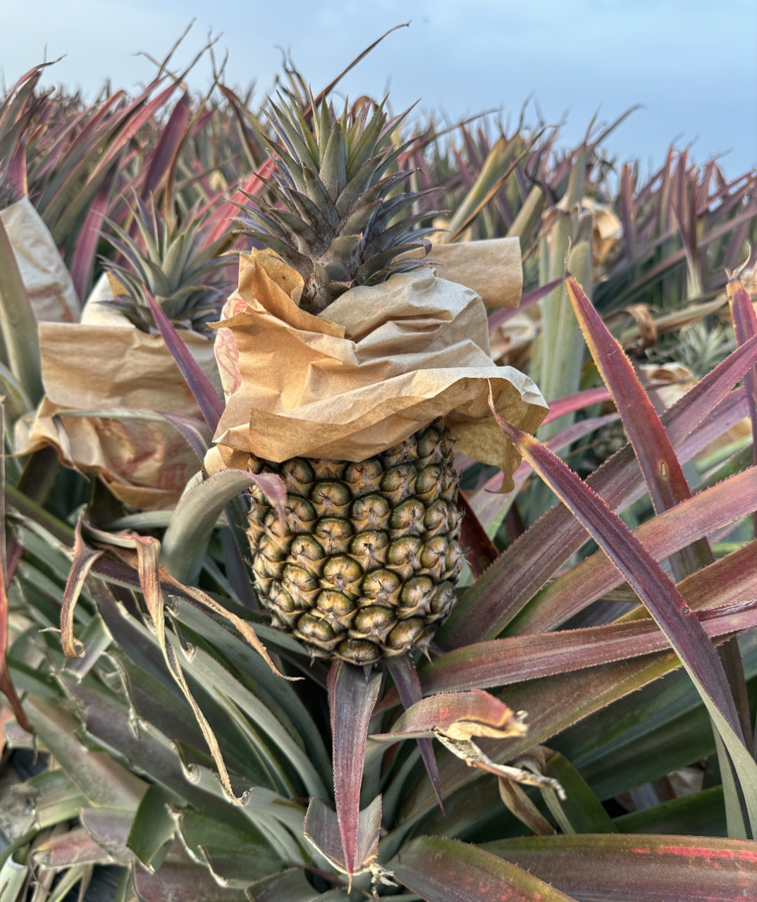 Fresh pineapples, dragon fruit, bananas, mangoes, jujubes, and water bamboo. Image