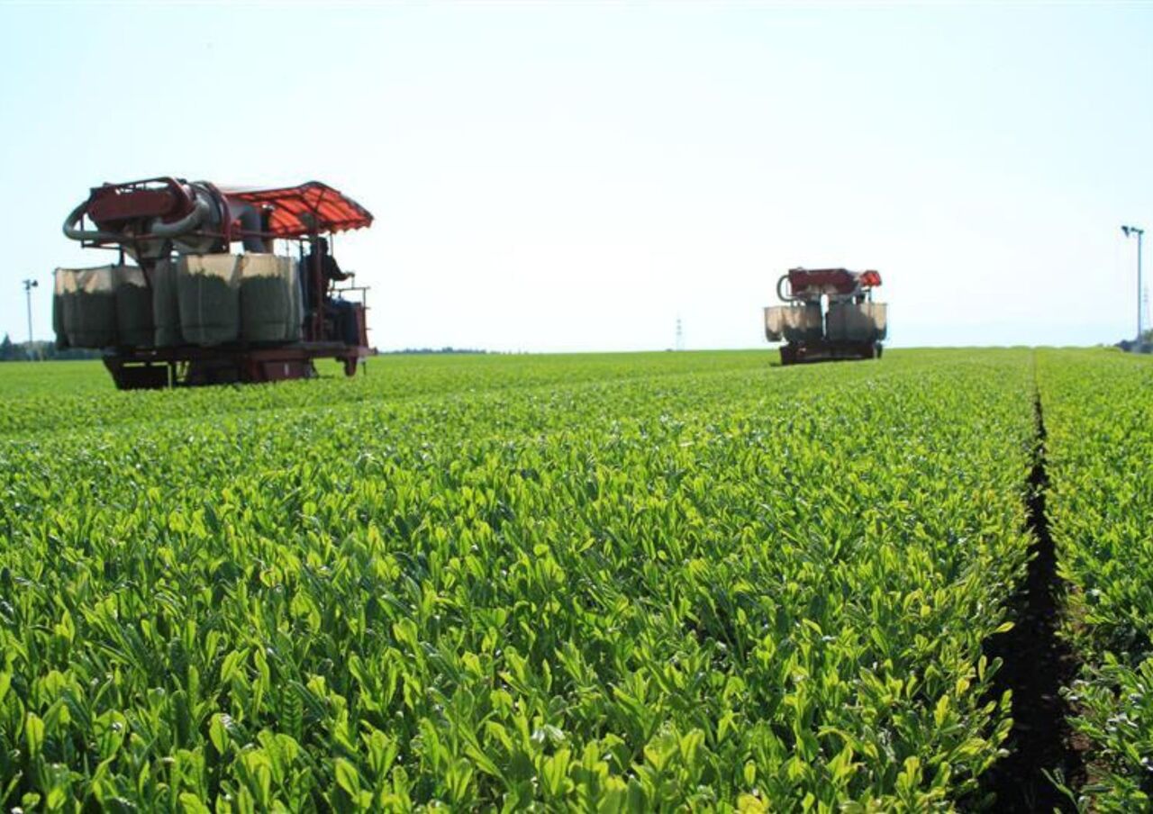 有機煎茶（緑茶、深蒸し、ほうじ茶、玉露） Image