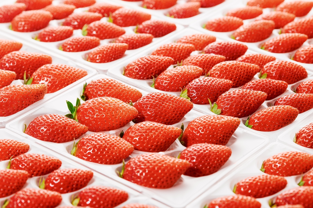 SAKURA DROPS イメージ