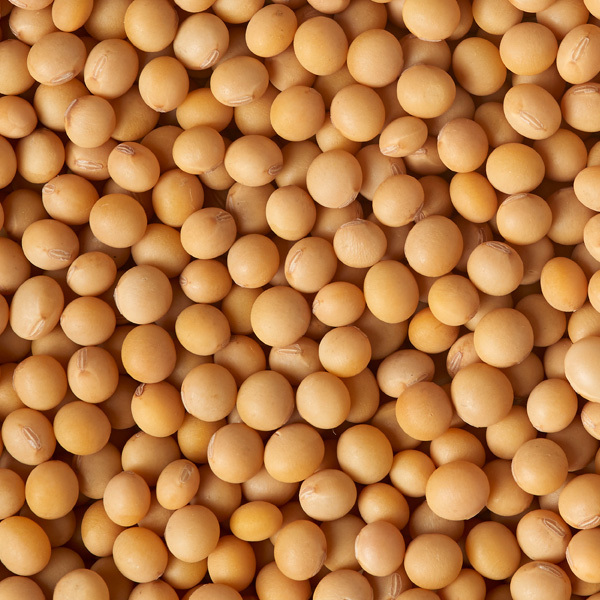 Canadian Natto Non-GMO Soybeans Image