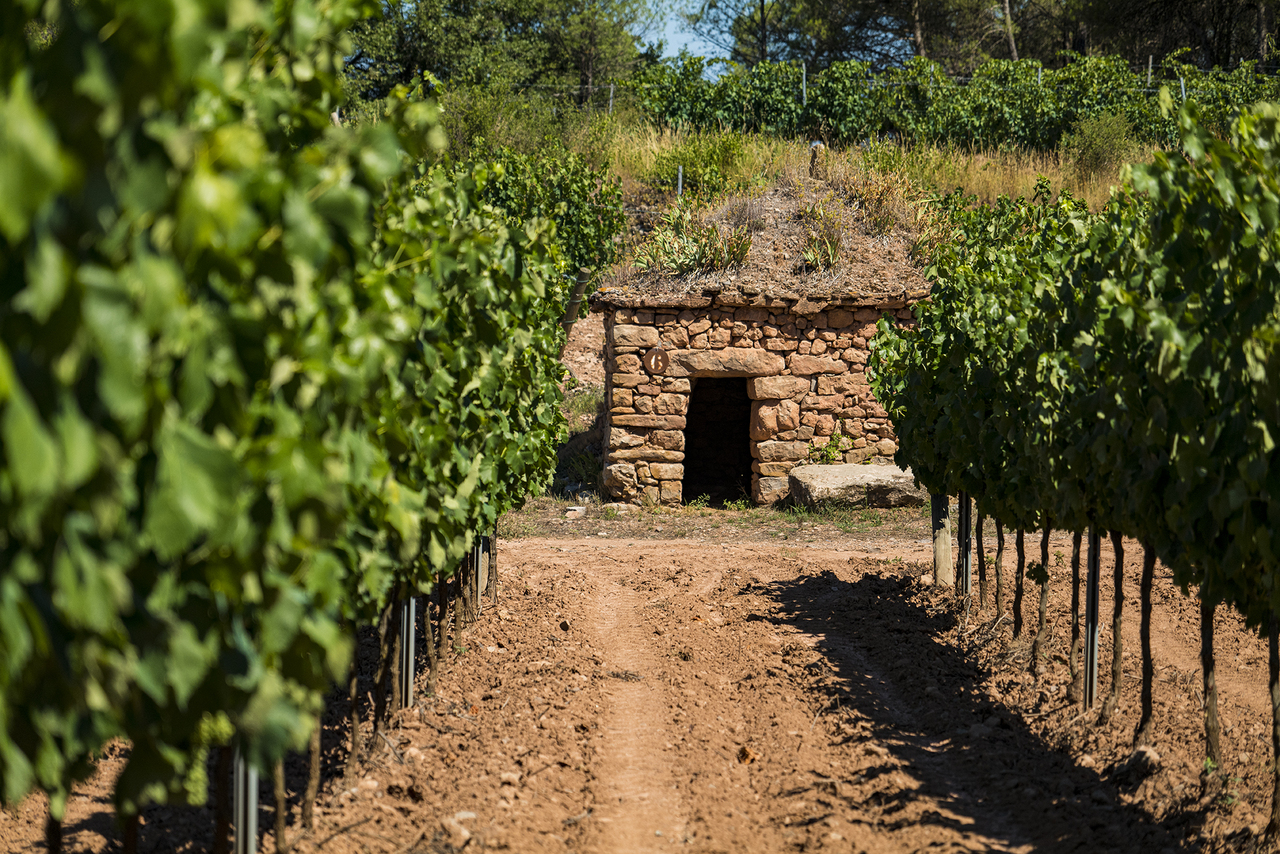 ABADAL PICAPOLL Image