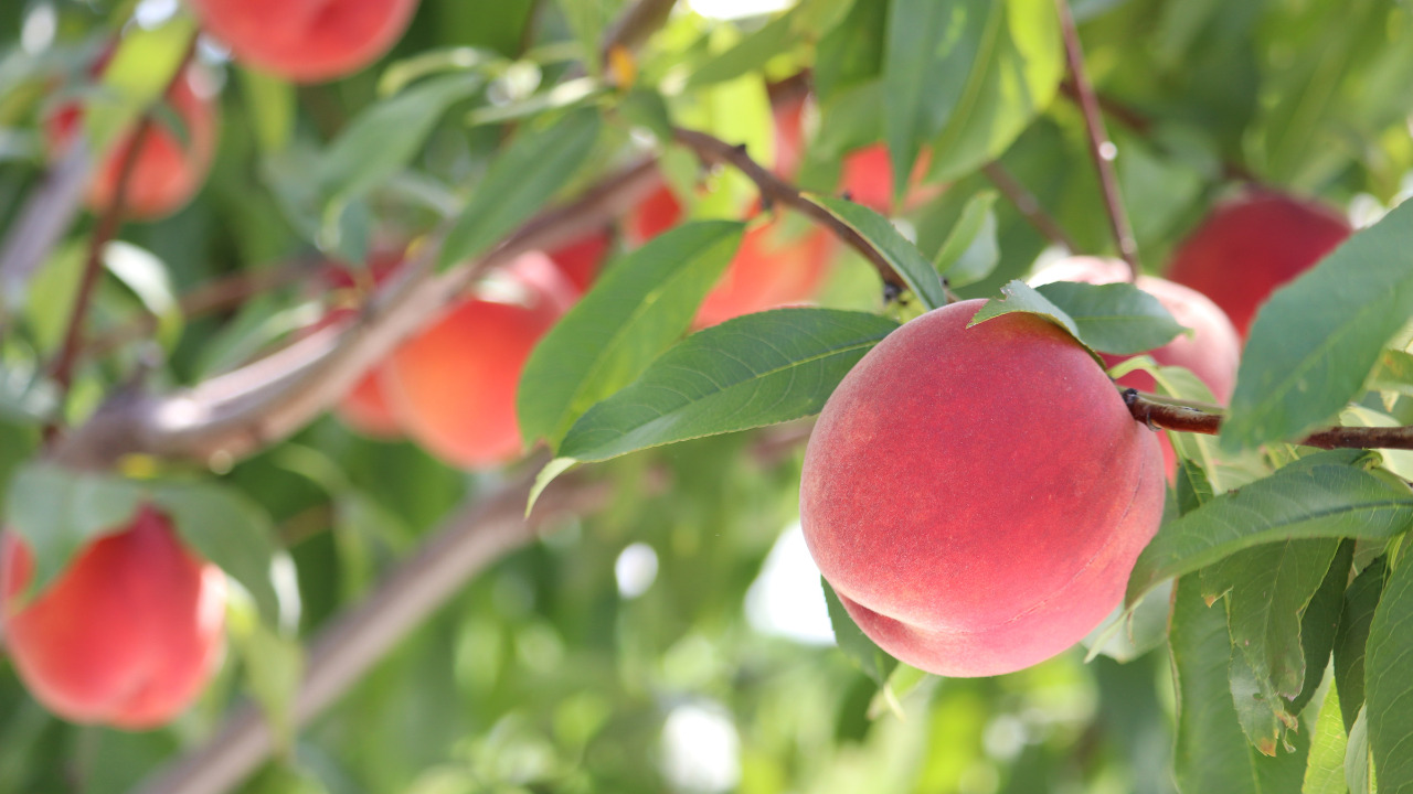 晴れの実り。とかちもも イメージ